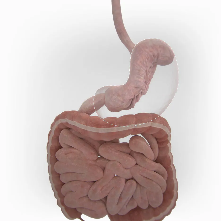 Illustration of human digestive system anatomy